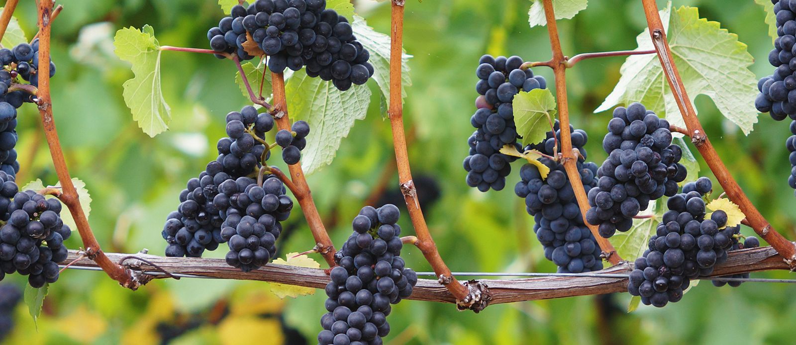 Pinot Noir Grapes