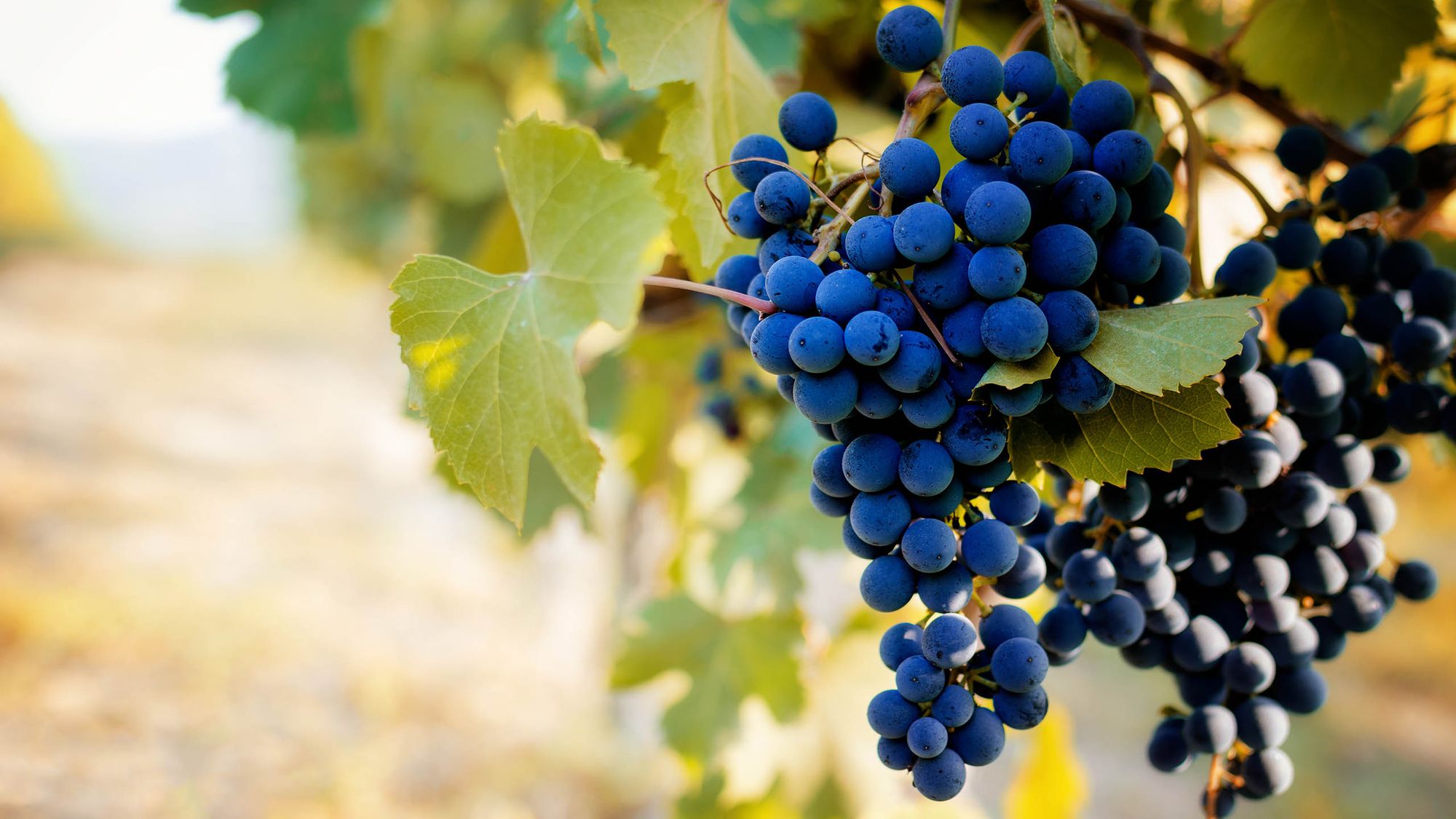 Barbera grapes on the vine