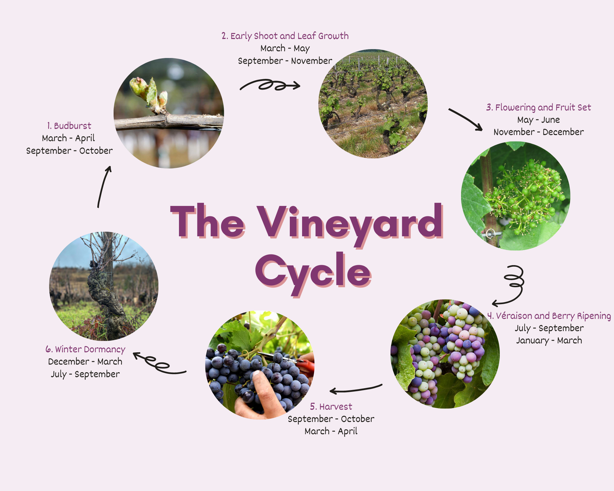 The Vineyard Cycle Illustration