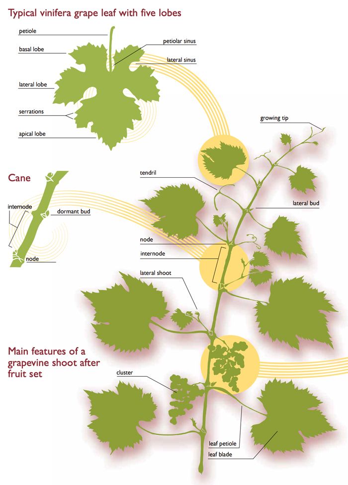 Grapevine features - image courtesy of University of California Agriculture and Natural Resources