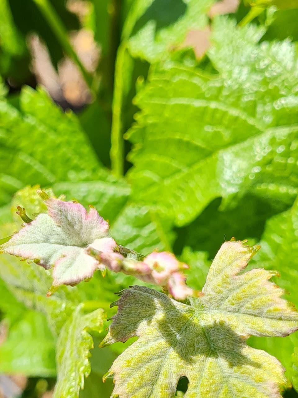 Early Shoot and Leaf Growth